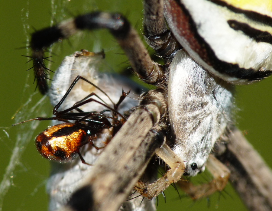 Argyrodes: colori e dimensioni